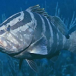 Nassau-grouper-in-water
